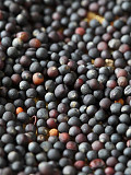Продам рапс, Житомирська область. Україна