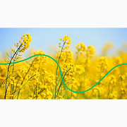 Продам ріпак ГМО 50 тонн, Черкаська область, Соколівка. Україна