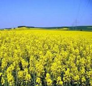 Купуємо Ріпак, Одеська область. Україна