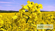 Постійно закуповуємо рапс у Вінницькій області. Україна