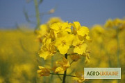 Насіння зимостійких гібридів озимого ріпаку, Київ. Україна