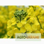 Продам посівний ріпак озимий, Запорізька область. Україна