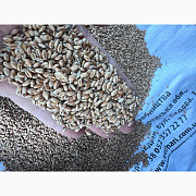Продам пшеницю, Київська область. Украина