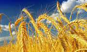 Продам пшеницю, Волинська область. Украина