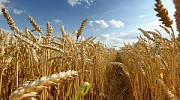 Куплю кормову пшеницю. Самовивіз, Чернігівська область. Україна