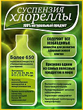 Хлорела суспензія (Chlorella vulgaris) - живий штам хлорели, Одеська область. Україна
