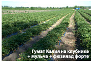 Стимулятор росту! Гумат калію, концентрат - 1 л на 300 л води, Дніпропетровська область. Україна