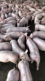 Поросята PIC, DanBred продаються з свинарника. Дніпро