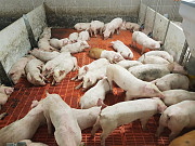 Поросята породи PIC, DanBred можна придбати в свинарському комплексі. Житомир