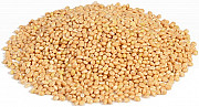 Продам просо. Куплю просо. Миколаїв