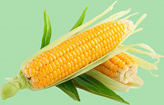 Продам кукурудзу. Куплю кукурудзу. Запоріжжя