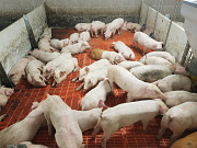 Поросята PIC, DanBred. Поросята для відгодівлі. Кропивницький