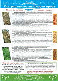 Сорт Біла Альтанка (просо посівне) 1 репродукція ВІД ОРИГІНАТОРА! СІМЕНА ПРОСА. Полтава