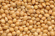 Сорт Біла Альтанка (просо посівне) 1 репродукція ВІД ОРИГІНАТОРА! СІМЕНА ПРОСА. Полтава