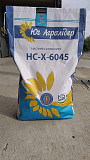 Насіння соняшника. Київ