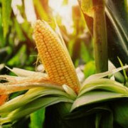 Насіння кукурудзи опт з доставкою. Київ
