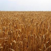 Насіння ячменю від виробника. -> Насіння ячменю від виробника. Київ