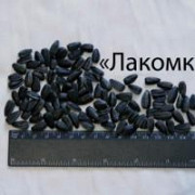 Сім'яна соняшнику понад 300 гібридів. Київ