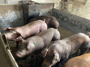 Продам племінного молодняку. Суми