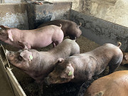 Продам племінного молодняку. Суми