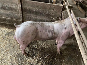Продам племінний молодняк. Харків