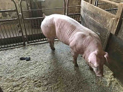 Продам племінний молодняк. Харків