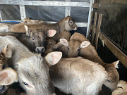 Продам телят-бичків. Умань