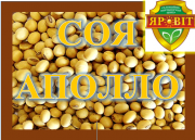Соя Аполло, 1 репродукція. Полтава