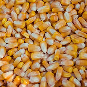 Куплю просо, кукурудзу, ячмінь дорого. Вільногірськ