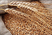 Куплю зернові. Продам зернові. Харків
