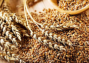 Куплю зернові. Продам зернові. Суми