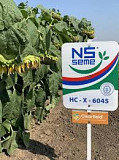 Насіння соняшника НС Х6045. Новомосковськ