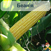Насіння кукурудзи Беанія. Чернігів