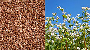 Продам гречку, Вінницька область. Україна