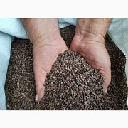 Продам гречку на посів, Львівська область. Україна