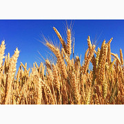 Продам ячмінь, Волинська область. Украина