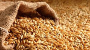Ячмінь на продаж, Дніпропетровська область. Украина