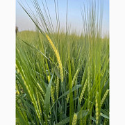 Насіння ячменю ярого Акордіне, перша репродукція, Київська область. Украина