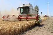По Кіровоградській області купуємо ячмінь. Украина