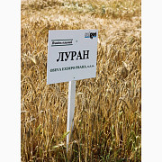 Озимий ячмінь Луран Selgen Чехія - 1 репродукція, Тернопільська область. Украина