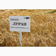 Озимий ячмінь Луран Selgen Чехія - 1 репродукція, Тернопільська область. Украина