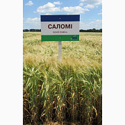 Насіння ячменю ярого Саломі, перша репродукція, Київська область. Украина