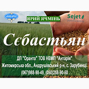 Насіння ярого ячменю Себастьян (СН, перша), Житомирська область. Украина