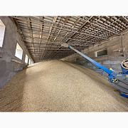 Продам ячмінь та пшеницю (можливий експорт), Одеська область. Украина