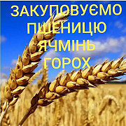 Куплю ячмінь ярий, Харківська область. Украина