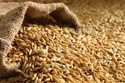 Продам ячмінь 1100 тонн, Кіровоградська область, Надлак. Украина