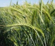 Продам насіння Канадського ярого ячменю сорт DUNKAN (ДУНКАН), Київська область. Украина