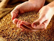 Продаж насіння ячменю "Командор", Черкаська область. Украина