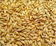 Сім'я ярого ячменю ВАКУЛА еліта 1 репродукції, Харківська область. Украина