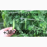 Купуємо зелений горошок 2024 року виробництва від 10 тонн, доставка самовивіз, потрібно 200 тонн на  Украина